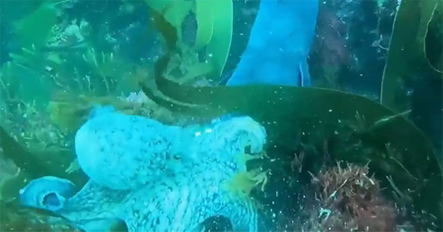 The octopus sacrifices its arm to escape the eel