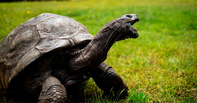 The oldest 190-year-old giant tortoise on the planet is still trying to pair up