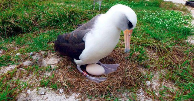 The oldest albatross bird in the world still lays eggs at the age of 70