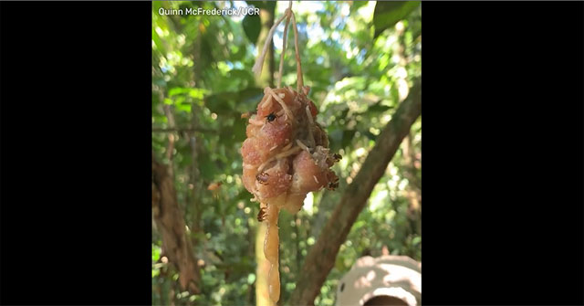 The only bee in the world without a stinger, evolved to eat meat
