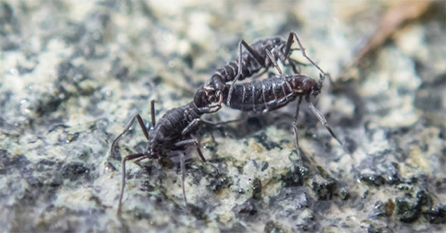 The only native insect in Antarctica may be extinct