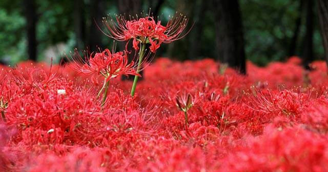 The origin and spiritual meaning of the flower of the other shore that not everyone knows