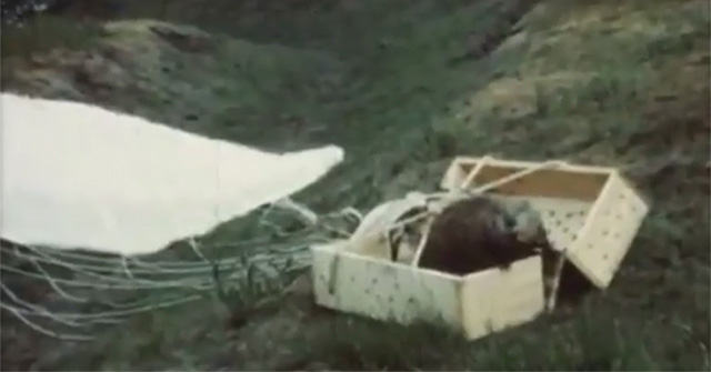 The 'parachuting beaver' campaign was unexpectedly successful 70 years ago