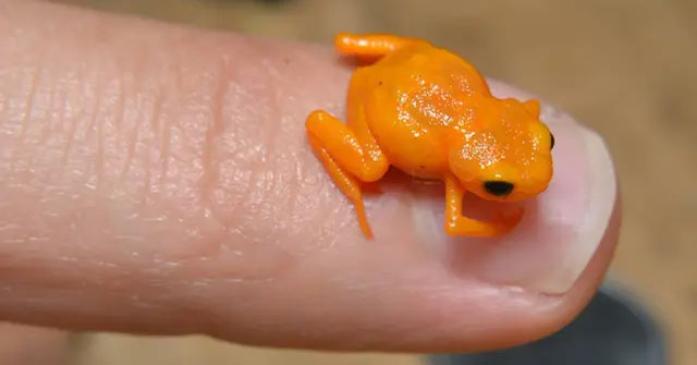 The poorest frog on the planet: As small as a fingernail, after evolution, it loses its jumping instinct