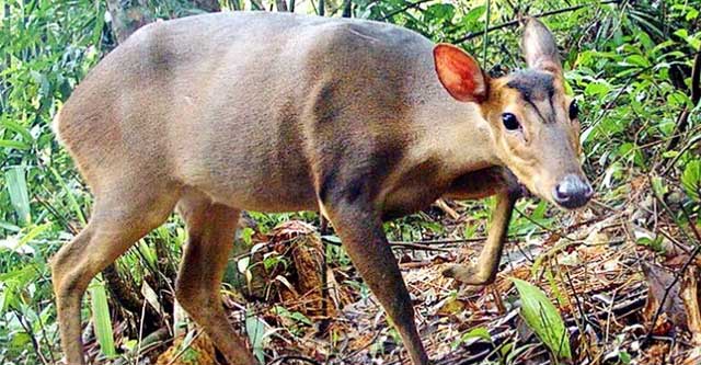The rarest animal in the world, only found in Vietnam