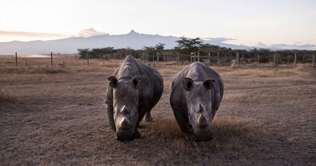 The rarest animal on the planet, there are only 2 individuals left in the world
