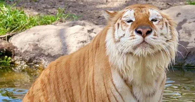 The rarest animal on the planet, there are only 30 individuals in the world