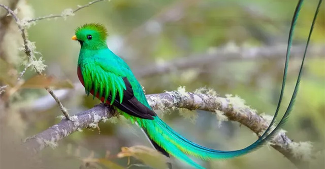 The rarest bird in the world cannot be imprisoned for special reasons