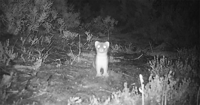 The reason New Zealand spent 300,000 USD to kill a mink