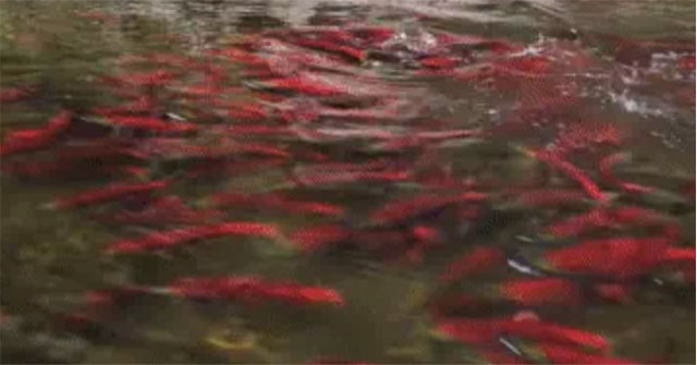 The river is dyed red by tens of millions of creatures migrating from the sea, what is this creature?
