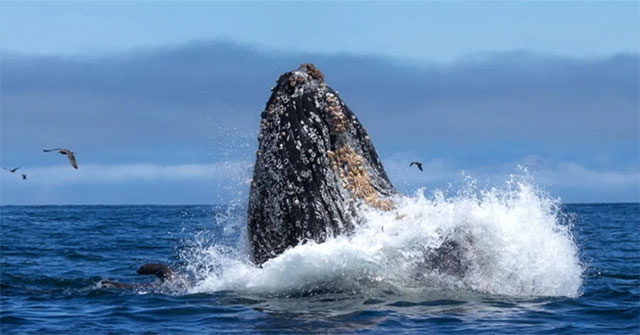 The scientist communicated with the whale for 20 minutes