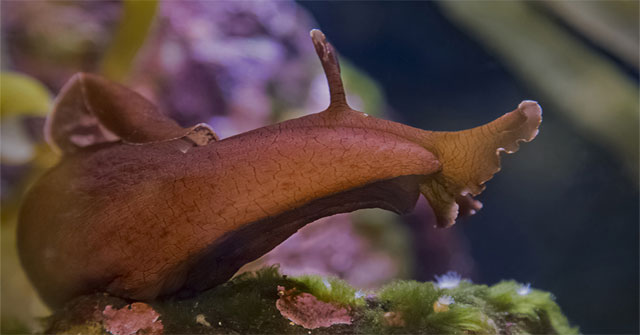 The sea hare's custom of 'love' is full of chaos