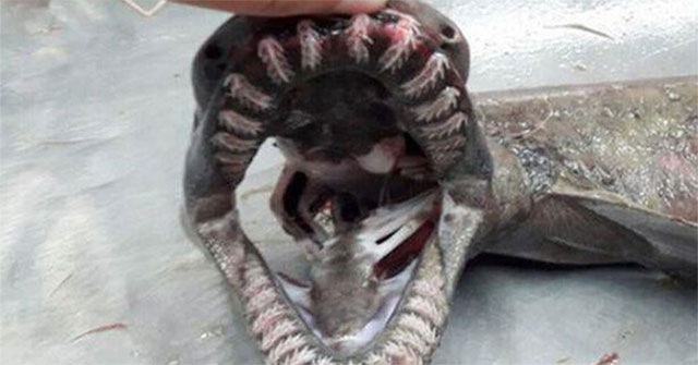 The 'sea monster' market has 300 teeth