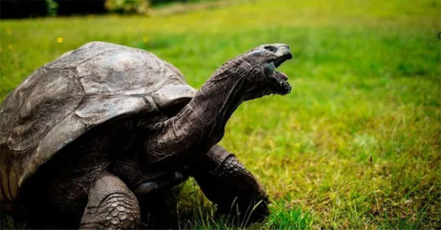 The secret of cold-blooded animals' 'young and old forever'