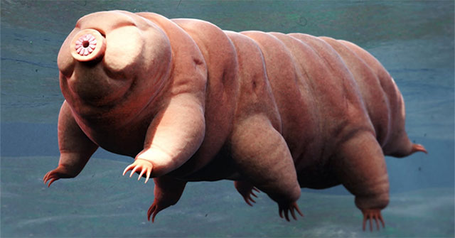 The Secret of the Immortal Tardigrade: A Creature That Fears No Challenge!