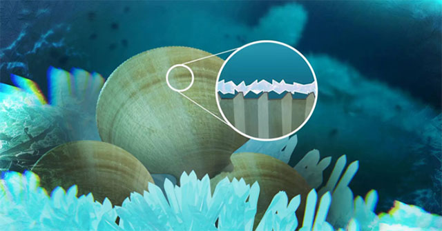 The secret to helping Antarctic scallops not freeze