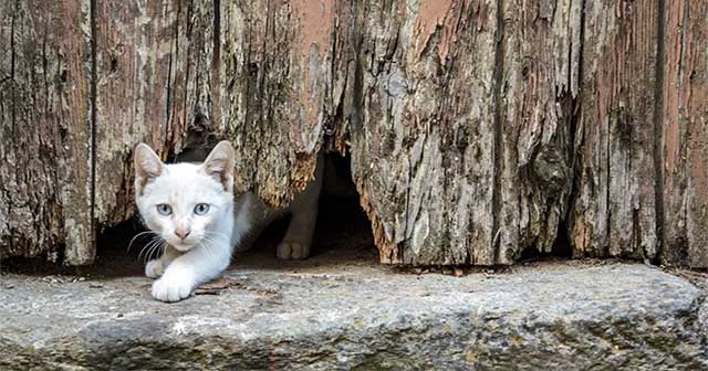 The secret to helping cats 'flow' like liquid through very narrow spaces