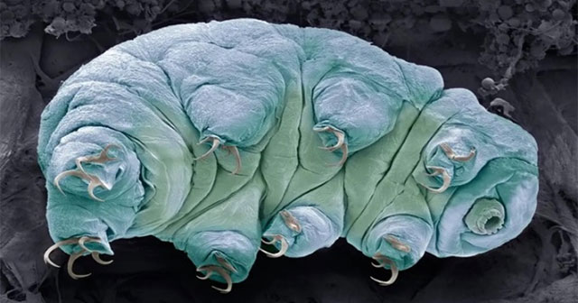 The secret to helping tardigrades resist radiation