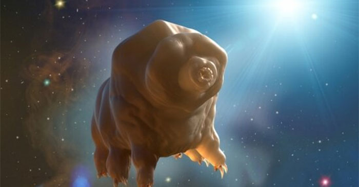 The shocking truth about creatures that settled on the Moon thanks to 'smuggling tickets' on spaceships