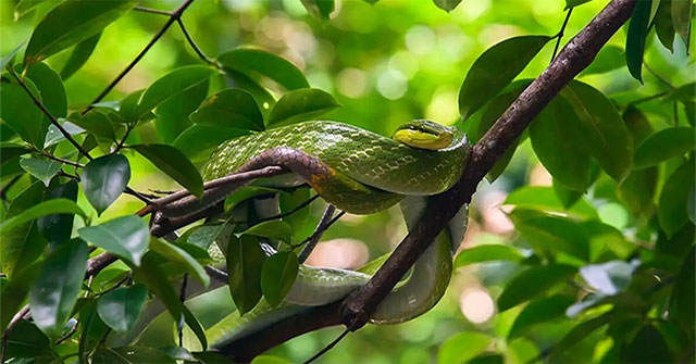 The snake has a scary name and resembles a poisonous snake but is harmless