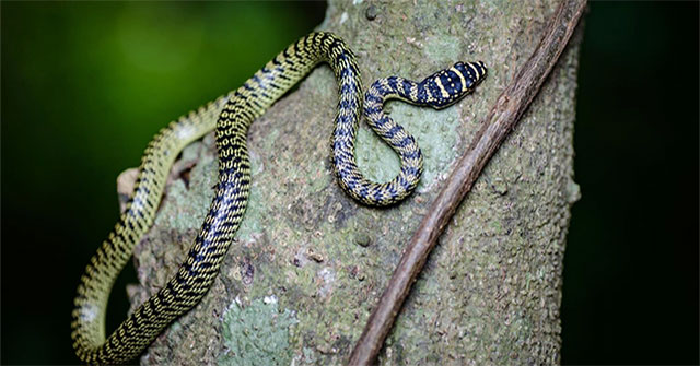 The snake is harmless but is often misunderstood as extremely poisonous in Vietnam