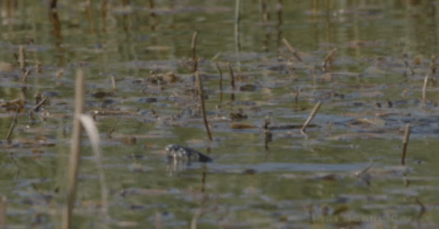The snake was swimming when suddenly a 'black shadow' ambushed from below, will it escape death?