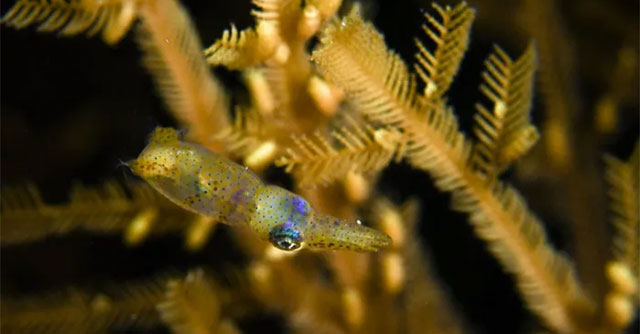The strange behavior of a newly discovered squid species is extremely small, only 1cm