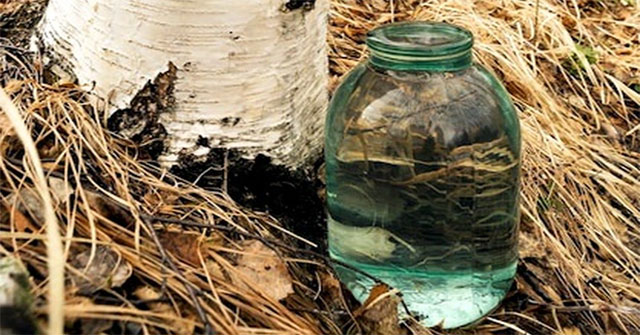 The strange 'coconut water' that flows from the trunk of a birch tree, a popular drink in Finland
