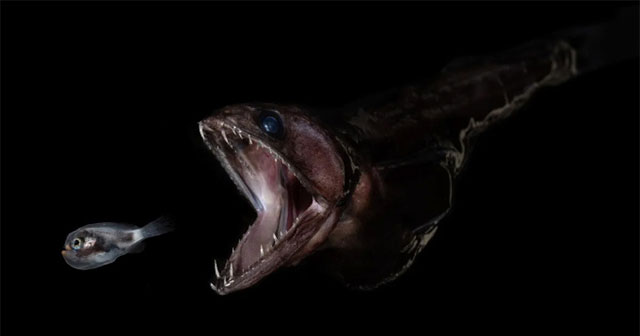 The strange fish can swallow prey 10 times heavier than itself