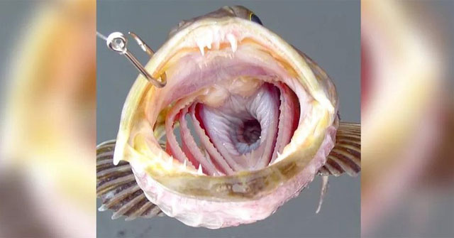 The strange fish has up to 555 teeth... and loses 20 of them every day