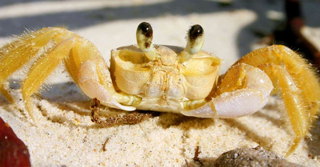 The strange ghost crab has no tongue but still makes a cry, the X-ray expert has just figured it out