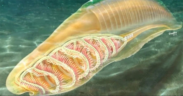 The strange sea monster can be the 'ancestor' of all creatures on the planet
