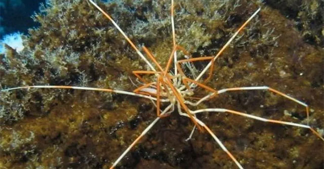 The strange way of 'taking care of children' of giant sea spiders