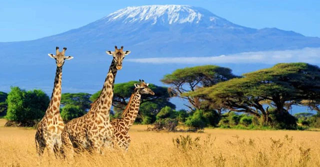 The strangest acts in the animal kingdom