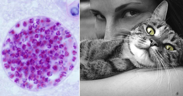 The strangest parasites in the animal world