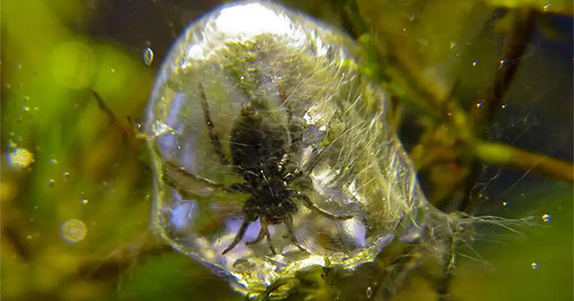The strangest spider on Earth: Not living in trees, but preferring to dive into the water, weaving silk to catch fish to eat