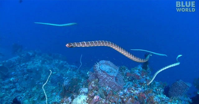 The terror of sea creatures: Snakes are 10 times more venomous than rattlesnakes and hunt in packs