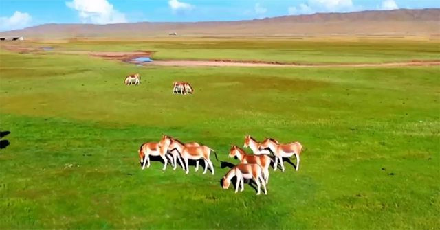 The Tibetan Wild Ass - The wildest and most irritable animal in the wild