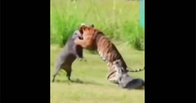 The tiger was fighting the wild boar when the crocodile suddenly appeared, what will happen?