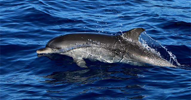 The touching story of a lonely dolphin in the Baltic Sea