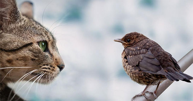 The town bans the release of cats, violators will be fined up to 1.23 billion VND