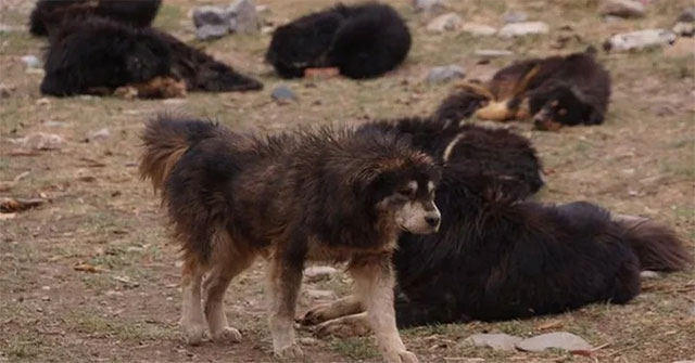 The Tragedy of the Tibetan Mastiffs