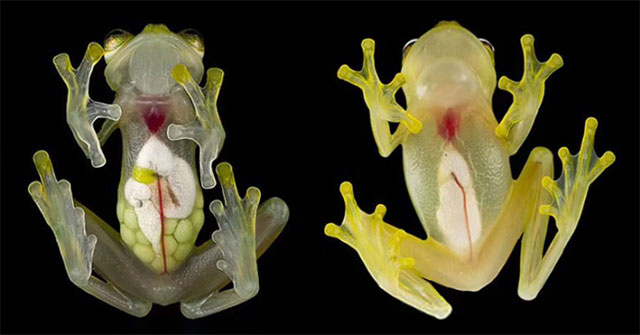 The transparent glass frog clearly sees the entire inside of the body