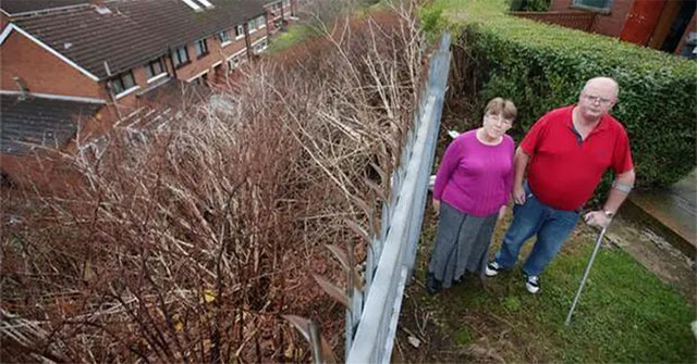 The tree has roots that grow 7 meters long. Asians love it, but Europeans are afraid of it and no one dares to plant it.
