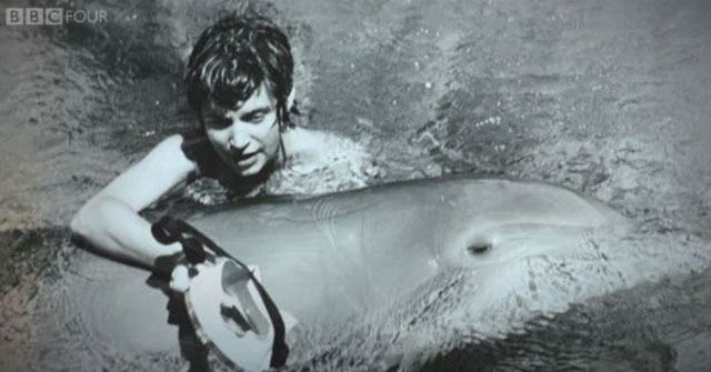 The true love story of a dolphin and a young girl, the shocking act of being separated makes everyone stunned