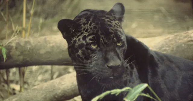 The truth about 'black panthers' - Don't be fooled, there are no black panthers!