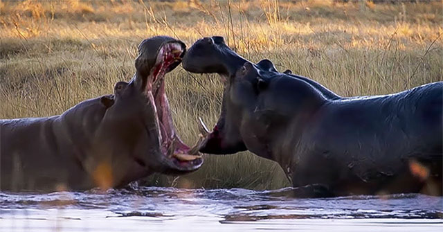 The Truth About Fat Hippos: They Eat Very Little, Walk Like Ballet, And Make Sunscreen