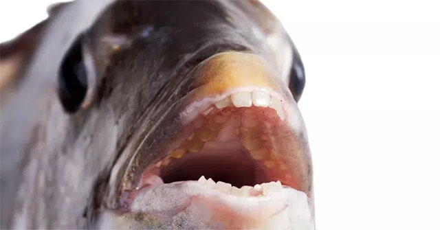 The truth about fish with teeth like humans