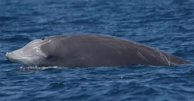 The truth about the creature that caused panic on Spanish beaches