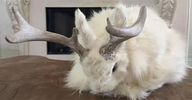 The truth about the strange rabbit with horns like a deer